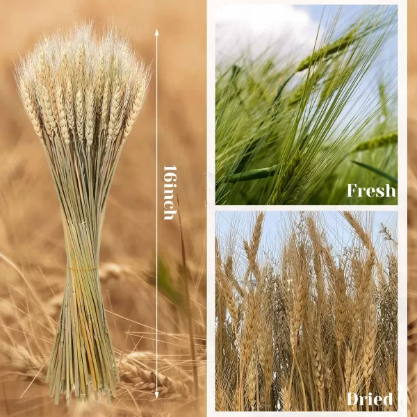 Geosar 600 Stems Dried Wheat Sheaves Natural Wheat Stalks Bundle Fall Arrangement Artificial Flowers Arrangement Farmhouse for DIY Wedding Table Home Centerpieces Party Decorative177 Inch16 Inch