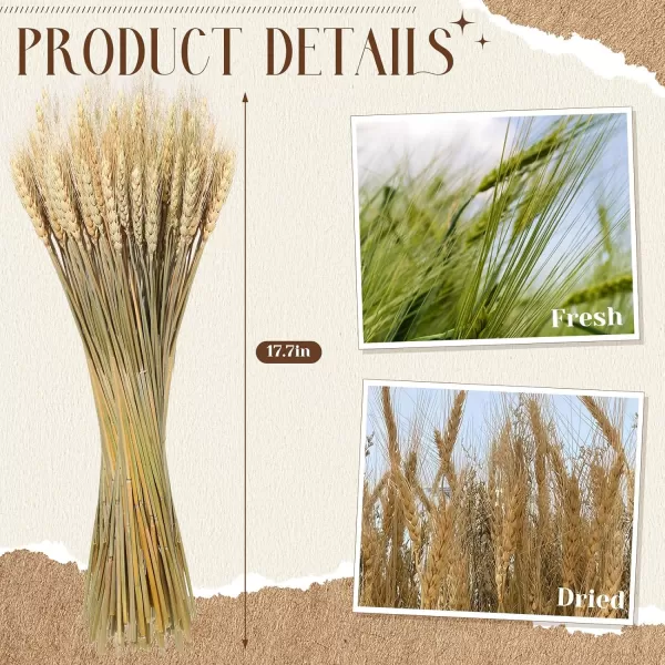 Geosar 600 Stems Dried Wheat Sheaves Natural Wheat Stalks Bundle Fall Arrangement Artificial Flowers Arrangement Farmhouse for DIY Wedding Table Home Centerpieces Party Decorative177 Inch177 Inch