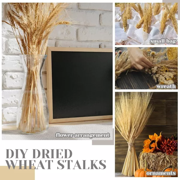 Geosar 600 Stems Dried Wheat Sheaves Natural Wheat Stalks Bundle Fall Arrangement Artificial Flowers Arrangement Farmhouse for DIY Wedding Table Home Centerpieces Party Decorative177 Inch16 Inch