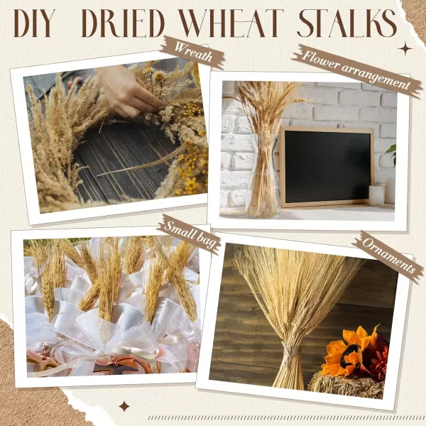 Geosar 600 Stems Dried Wheat Sheaves Natural Wheat Stalks Bundle Fall Arrangement Artificial Flowers Arrangement Farmhouse for DIY Wedding Table Home Centerpieces Party Decorative177 Inch177 Inch