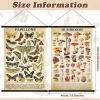 image:imageGeosar 2 Pcs Vintage Mushroom Flower Butterfly Tree Poster Fungus Rustic Wall Hanging Illustrative Reference Chart Poster for Bedroom Living Room 157 x 236 InchButterfly MushroomButterfly  Mushroom