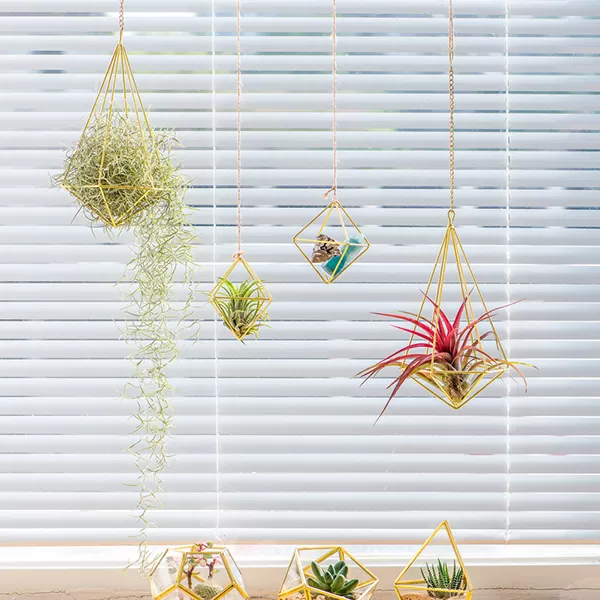 Air Plant Holder