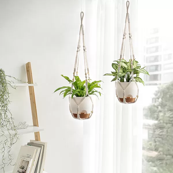 Hanging Plant