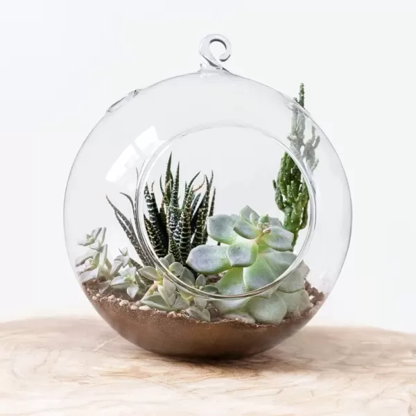 Mkono 2 Packs 6Inch Hanging Glass Planter Round Air Plant Terrarium Globe for Succulent Tillandsia Air Plants Gifts for Plant Lovers Thanksgiving Christmas Home Decoration Plant Not Included
