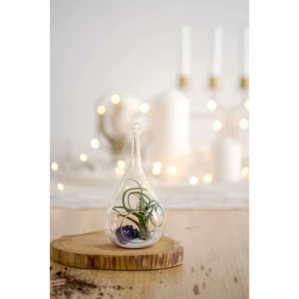 Mkono 3 Pack Glass Hanging Planter Air Fern Holder Terrarium Plants Hanger Vase Home Christmas Decoration Gifts for Plant Lovers Succulent Moss Tillandsias Air Plants Globe Plant Not Included
