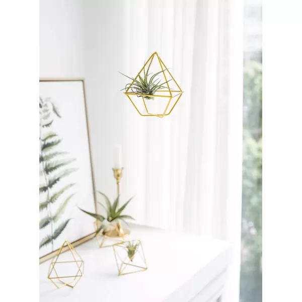 Mkono 5 Pack Air Plant Holder Metal Himmeli Decor in 2 Shapes Gold