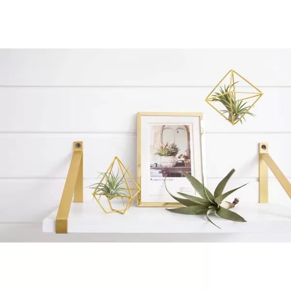 Mkono 5 Pack Air Plant Holder Metal Himmeli Decor in 2 Shapes Gold