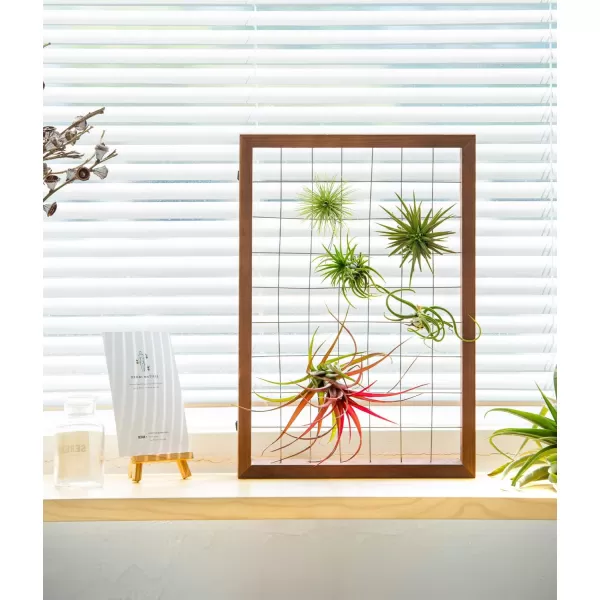 Mkono Air Plant Frame Hanging Airplant Holder Tillandsia Display Hanger Wooden Shelf Wall Decor for House Plants Succulent Christma Gifts for Plant Lovers 16quot Plant Not Included16