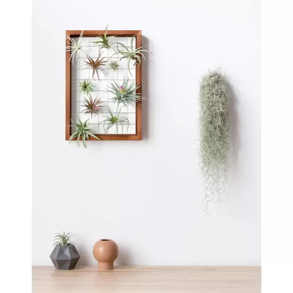 Mkono Air Plant Frame Hanging Airplant Holder Tillandsia Display Hanger Wooden Shelf Wall Decor for House Plants Succulent Christma Gifts for Plant Lovers 16quot Plant Not Included16