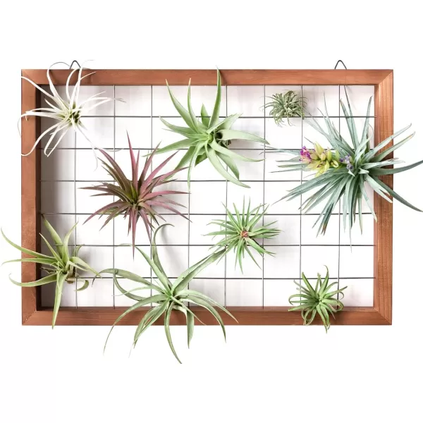 Mkono Air Plant Frame Hanging Airplant Holder Tillandsia Display Hanger Wooden Shelf Wall Decor for House Plants Succulent Christma Gifts for Plant Lovers 16quot Plant Not Included16