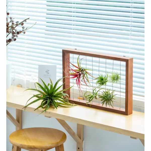 Mkono Air Plant Frame Hanging Airplant Holder Tillandsia Display Hanger Wooden Shelf Wall Decor for House Plants Succulent Christma Gifts for Plant Lovers 16quot Plant Not Included16
