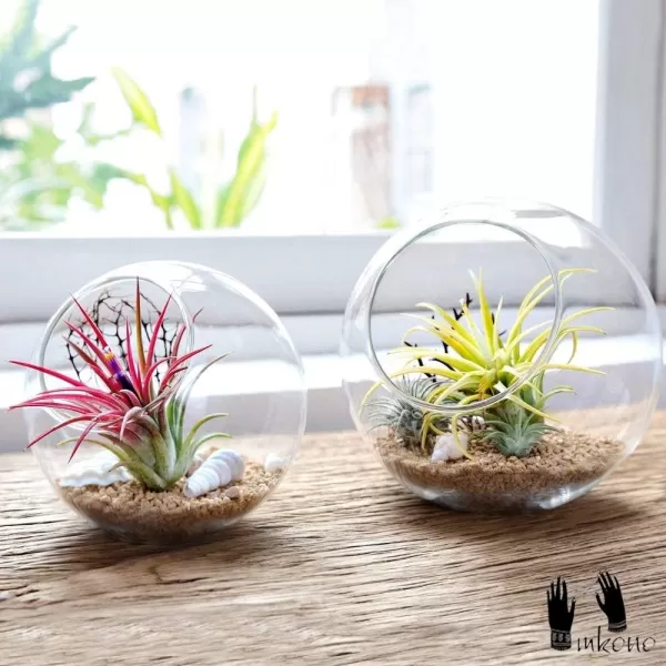 Mkono Plant Terrarium Display Glass Tabletop Succulent Air Plant Planter Globe Microlandschaft House M