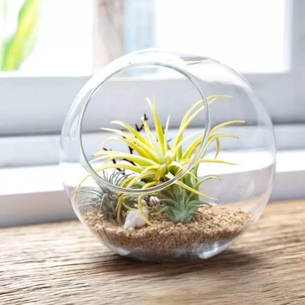 Mkono Plant Terrarium Display Glass Tabletop Succulent Air Plant Planter Globe Microlandschaft House M