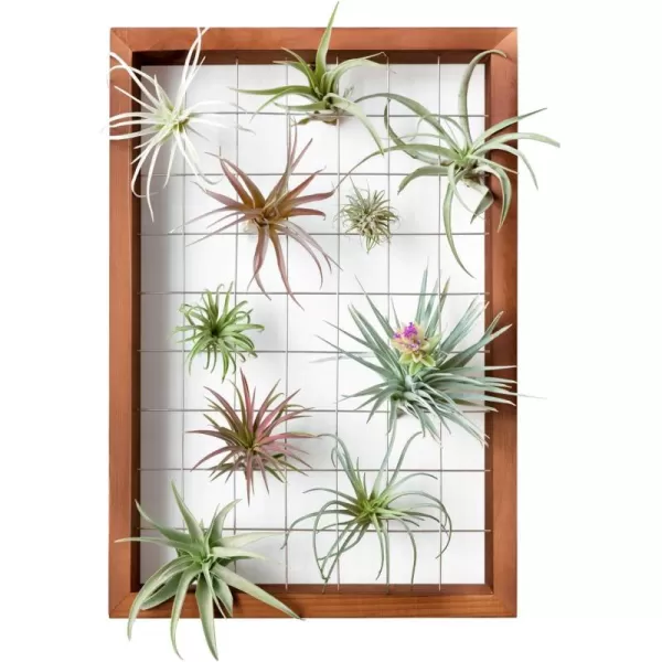 Mkono Air Plant Frame Hanging Airplant Holder Tillandsia Display Hanger Wooden Shelf Wall Decor for House Plants Succulent Christma Gifts for Plant Lovers 16quot Plant Not Included16
