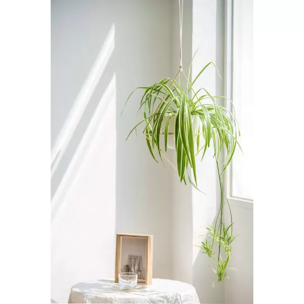 Mkono Boho Hanging Planter Set of 2 Metal Plant Hanger with Plastic Pots Modern Mid Century Flower Pot Plant Holder in Diamond and Circle Shape Fits 6 Inch Planter Pots Included BlackGold