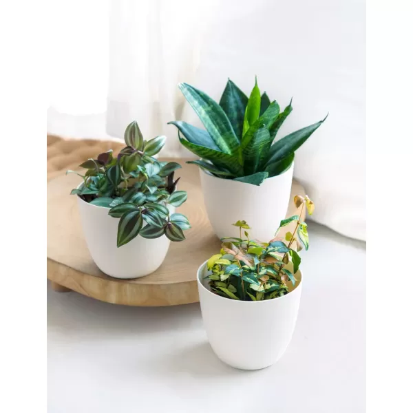 Mkono Macrame Plant Hangers with Plastic Planters 3 Different Sizes Indoor Hanging Planters Basket Decorative Flower Pots Holder Stand Boho Home Decor Pots Included Ivory