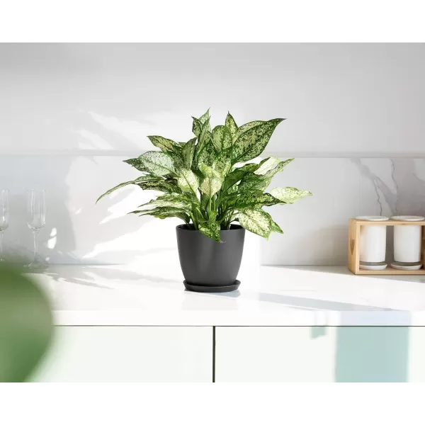 Mkono 65quot Plastic Planters with Saucers Indoor Set of 5 Flower Plant Pots with Drainage for All House Plants Herbs Foliage Plant and Seeding Nursery Cream WhiteBlack