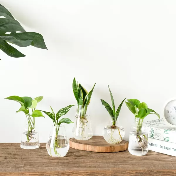 Mkono Propagation Vases for Plants Set of 5 Small Glass Jar Planters for Hydroponic Cutting Flowers Plant Station Bud Vases for Centerpieces Home Office Decor Gift