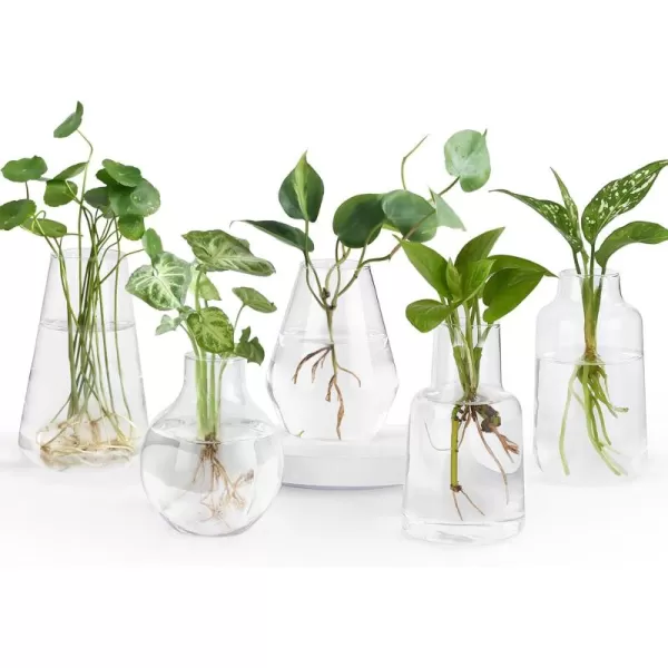 Mkono Propagation Vases for Plants Set of 5 Small Glass Jar Planters for Hydroponic Cutting Flowers Plant Station Bud Vases for Centerpieces Home Office Decor Gift