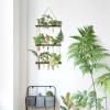 imageMkono Plant Propagation Tubes 3 Tiered Wall Hanging Terrarium with Wooden Stand Flower Vase Test Tube Glass Planter Stations for Hydroponic Cutting Home Garden Office Decor Brown SmallBrown