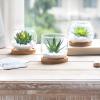 imageMkono Artificial Succulent in Clear Glass Pot 3 Mini Potted Fake Plants for Women Office Decor Small Faux Green Plant with BambooTray for Bookshelf Bathroom Kitchen Tabletop Centerpiece