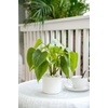 image:imageMkono Fake Plants in Pot 11 Potted Artificial Plants for Home Decor Indoor Faux Green Leaf Plant with Planter for Desk Shelf Table Office Room Decoration Grey SmallWhite