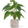 image:imageMkono Fake Plants in Pot 11 Potted Artificial Plants for Home Decor Indoor Faux Green Leaf Plant with Planter for Desk Shelf Table Office Room Decoration Grey SmallGrey