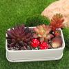 imageToyvian 1 Set Resin Fairy Garden Accessories 2 Hedgehogs and 4 Mushrooms Garden Decoration Mini Resin Animals Figures Landscape Figurines for Miniatures Garden Decorative Ornaments