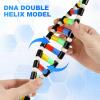 imageDNA Model Double Helix Structure Model DNA Display Component Biological Science Popularization Teaching for Science Teaching Display