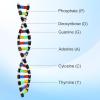imageDNA Model Double Helix Structure Model DNA Display Component Biological Science Popularization Teaching for Science Teaching Display