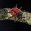 imageToyvian 30pcs PVC Simulation Ladybug Tricky Props Halloween Tricky Toys Model Toys Photo Props Halloween Props Simulation Ladybug Toys Simulated Ladybug Toys Ladybug Playthings Prank Props