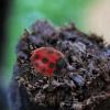 imageToyvian 30pcs PVC Simulation Ladybug Tricky Props Halloween Tricky Toys Model Toys Photo Props Halloween Props Simulation Ladybug Toys Simulated Ladybug Toys Ladybug Playthings Prank Props