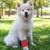 imageJuvale 24 Rolls Colorful Self Adhesive Bandage Wrap 3 Inch x 5 Yards  Cohesive First Aid Tape for Sports Vet Medical Tattoo 12 Colors  Vet Wrap12 Count Pack of 1