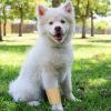 imageJuvale Elastic Bandage Wrap SelfAdherent Cohesive Tape 6 Rolls  Elastic Cohesive Tape with Stretchable Support  Breathable Vet Wrap for Wrist Swelling Sports Tattoo 4 in x 5 Yds3 Inch x 5 Yards