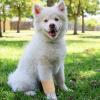 imageJuvale Elastic Bandage Wrap SelfAdherent Cohesive Tape 6 Rolls  Elastic Cohesive Tape with Stretchable Support  Breathable Vet Wrap for Wrist Swelling Sports Tattoo 4 in x 5 Yds4 x 5 Yards