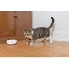 imagePetSafe Laser Tail Cat Toy  Fun and Safe Laser Light Game for Cats  Hands Free PlayWhiteLaser Tail