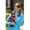 imagePetSafe InGround Cat Fence  Waterproof  Tone and Static Correction  StretchSection for Safety  for Cats Over 6 lb  from The Parent Company of Invisible Fence BrandInGround Fence