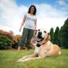 imagePetSafe InGround Radio Fence