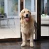 imagePetSafe Doggy Door for Sliding Glass Doors Adjustable Height 75 78quot to 81quot NoCut DIY Install Aluminum Panel Ideal for Renters for Medium Dogs Up to 40 lb White MediumBronze