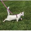 imagePetSafe Come with Me Kitty Harness and Bungee Leash Large LilacDusty Rose