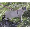 imagePetSafe Come with Me Kitty Harness and Bungee Leash Large LilacDusty Rose