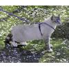 imagePetSafe Come with Me Kitty Harness and Bungee Leash Large LilacLilac