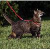 imagePetSafe Come with Me Kitty Harness and Bungee Leash Large LilacRed