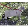 imagePetSafe Come with Me Kitty Harness and Bungee Leash Large LilacRed