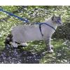 imagePetSafe Come with Me Kitty Harness and Bungee Leash Large LilacRoyal Blue