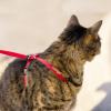 imagePetSafe Come with Me Kitty Harness and Bungee Leash Large LilacRoyal Blue