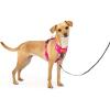 imagePetSafe Easy Walk Comfort NoPull Dog Harness FullBody Padding  Better Walks on 1st Use  5 Points of Adjustment XS Small Medium ampamp Large Dogs BlueBlackGreenPinkPink