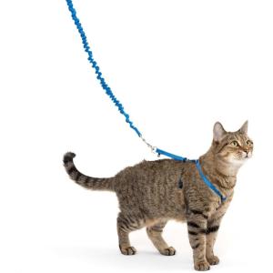 imagePetSafe Come with Me Kitty Harness and Bungee Leash Large LilacRoyal Blue