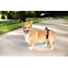 imagePetSafe CareLift Rear Support Harness  Lifting Aid with Handle  Great for Pet Mobility and Older Dogs  Comfortable Breathable Material  Easy to Adjust  Medium Careliftysm