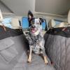 imagePetSafe Happy Ride Quilted Hammock Seat Cover  Waterproof ampamp Durable  Machine Washable  Fits Most Cars Trucks ampamp SUVs  Car Seat Protectors for Scratches ampamp Dog HairGrey